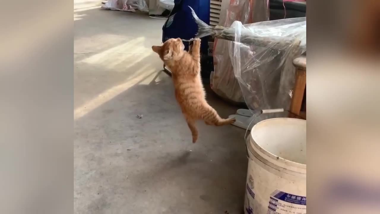 🐾 The Cutest & Funniest Cats Compilation | cute and funny cat videos compilation🐱✨