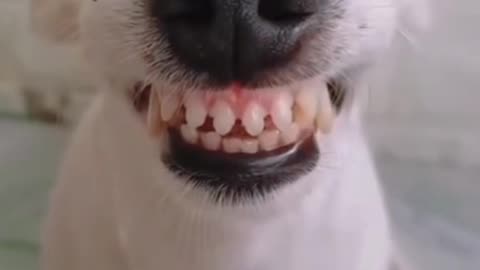 Dog laughing 😌🐶