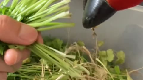 Carrot