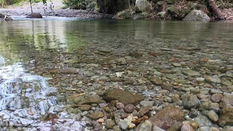 Crystal Clear River & Lush Green Nature | A Peaceful Escape Into the Wild