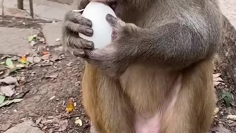 Funny Monkey 🐒🤭🤣🤣