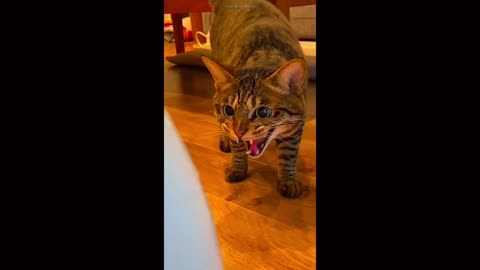 Try Not to Laugh 😂 – Funny Animal Fails Compilation