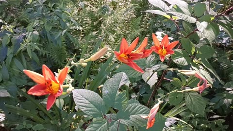 Tiger Lilies