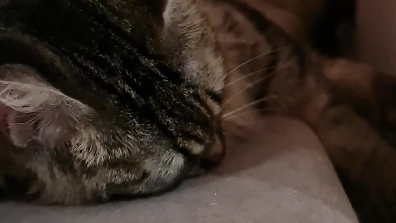 A kitten playing . Cute brown kitten . Playing on sofa