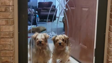 Canine security #funnydogs #yorkies #homesecurity