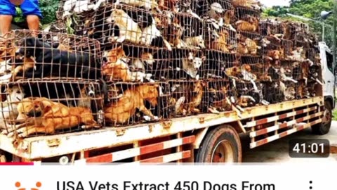 🔺May world authorities intervene and stop this slaughtering !!