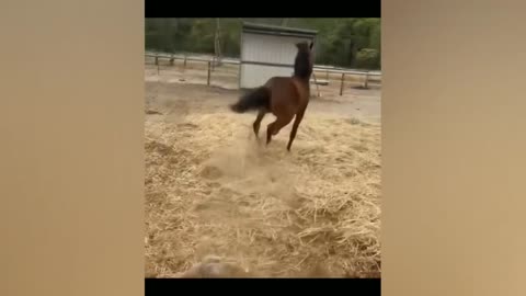 Funny animal videos that I found on the internet😂
