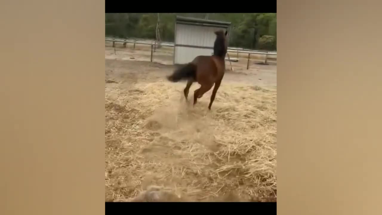 Funny animal videos that I found on the internet😂