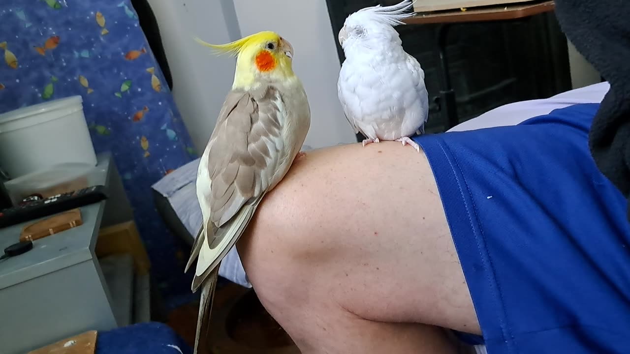 Stealthy Coco, Grumpy Quincy