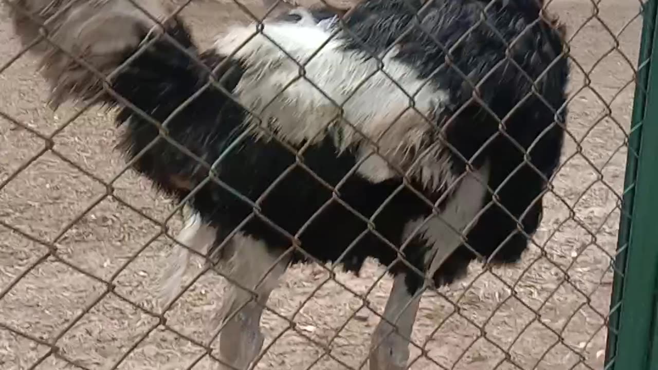 Visit zooooooo#beautiful animals