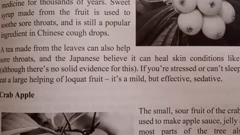Loquat