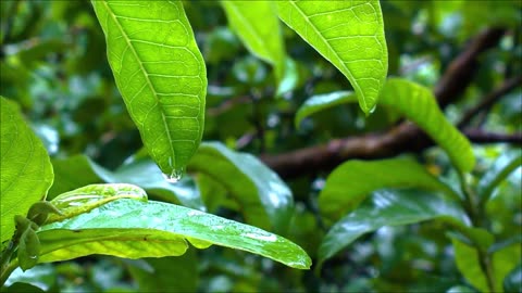 Relaxing Piano for Deep Sleep and Stress Relief.