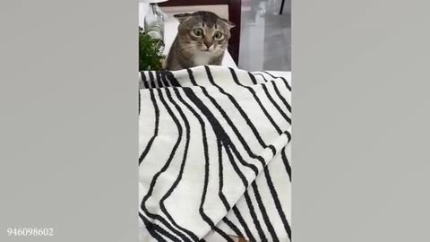 TRY NOT TO LAUGH 😆 Best Funny Videos Compilation 😂😁😆 Memes.