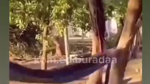 Funny video