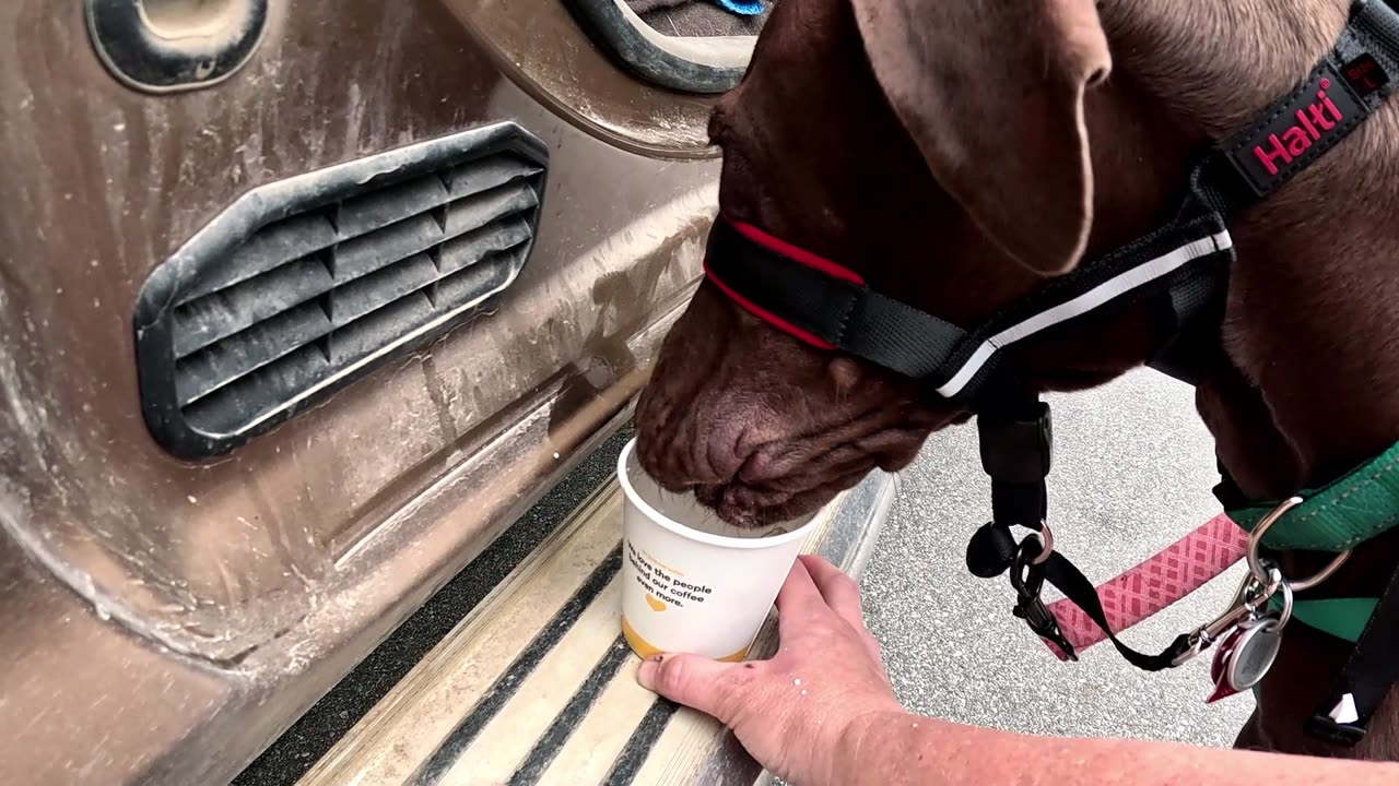 Stevie Janes 1st Biggby pup cup!!!!!!