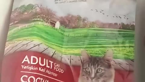 🐱😱 This Cat's Find Will Make You Laugh! | FunFM