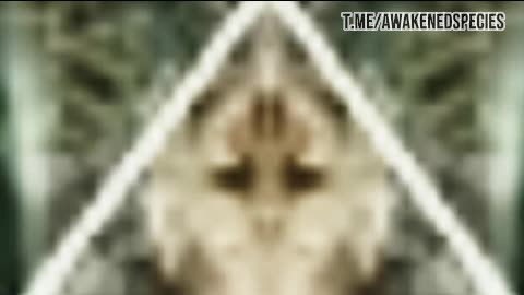 Dr. Daniel Nemes - Multidimensional Beings