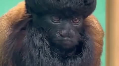 🐒💤 Meet The Rare Monkey You Never Knew Existed! | FeedMyCuriosity