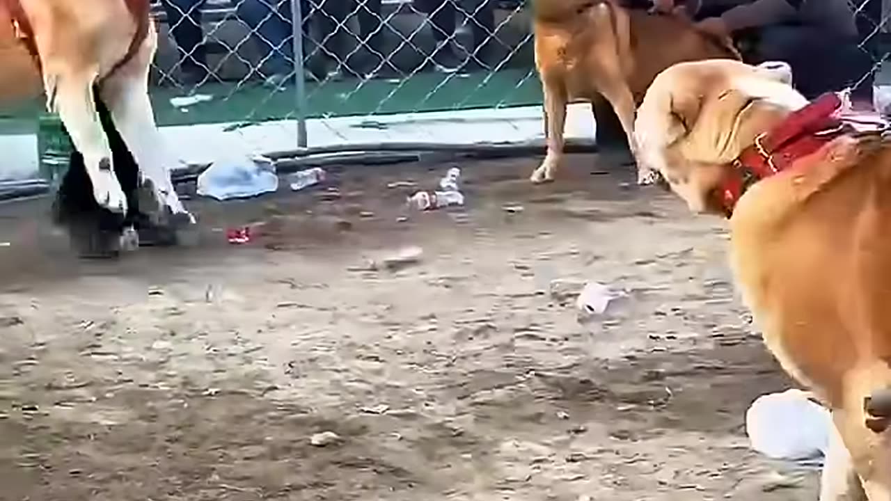 Dangerous dogs
