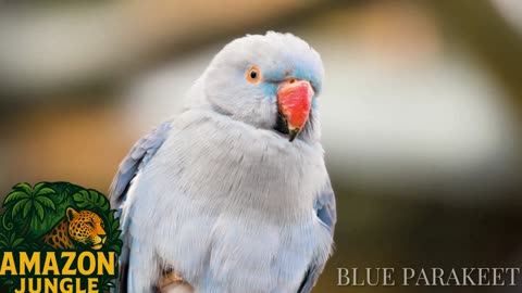 Blue Parakeet – Stunning Talking Bird 🦜💙 | Rare Exotic Wildlife Footage