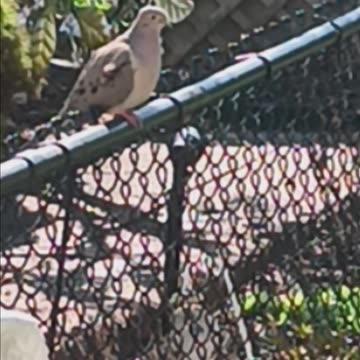 Morning dove