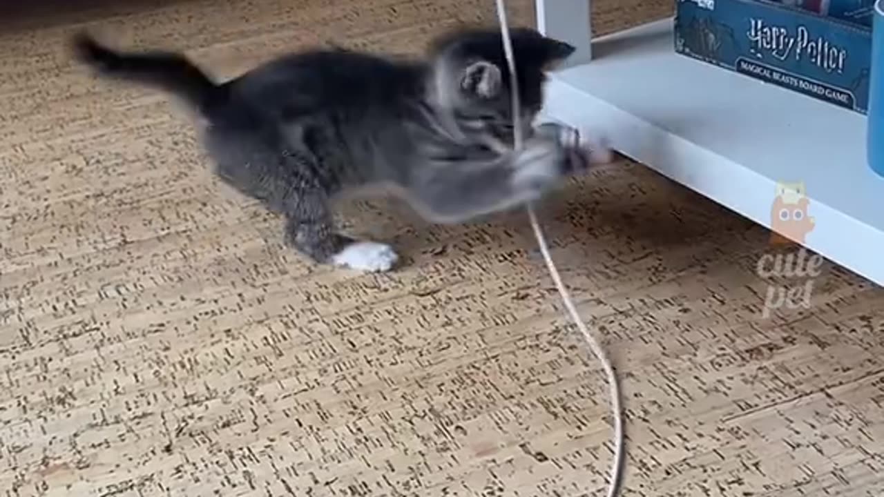 pet on water