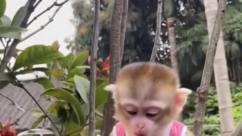 So Delicious! Watch This Adorable Baby Monkey Enjoy Its Meal! 🐒🍽️