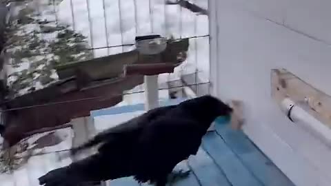 _aboutbirds _raven _crow _animal _животные _воронгоша
