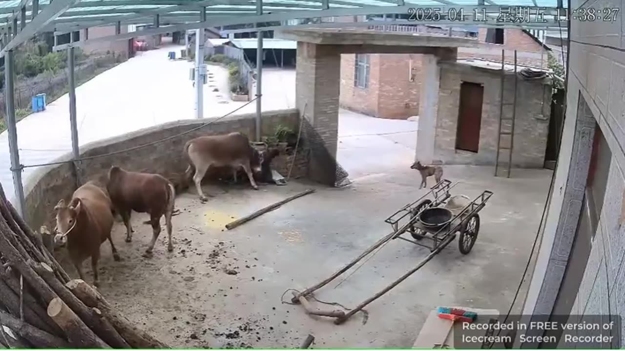 Cow Gets Its Revenge On Farmer