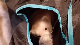 Fishing for Ferrets!