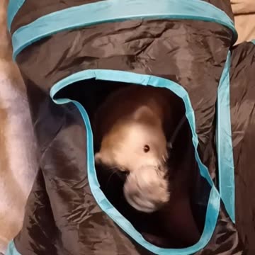 Fishing for Ferrets!