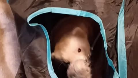 Fishing for Ferrets!