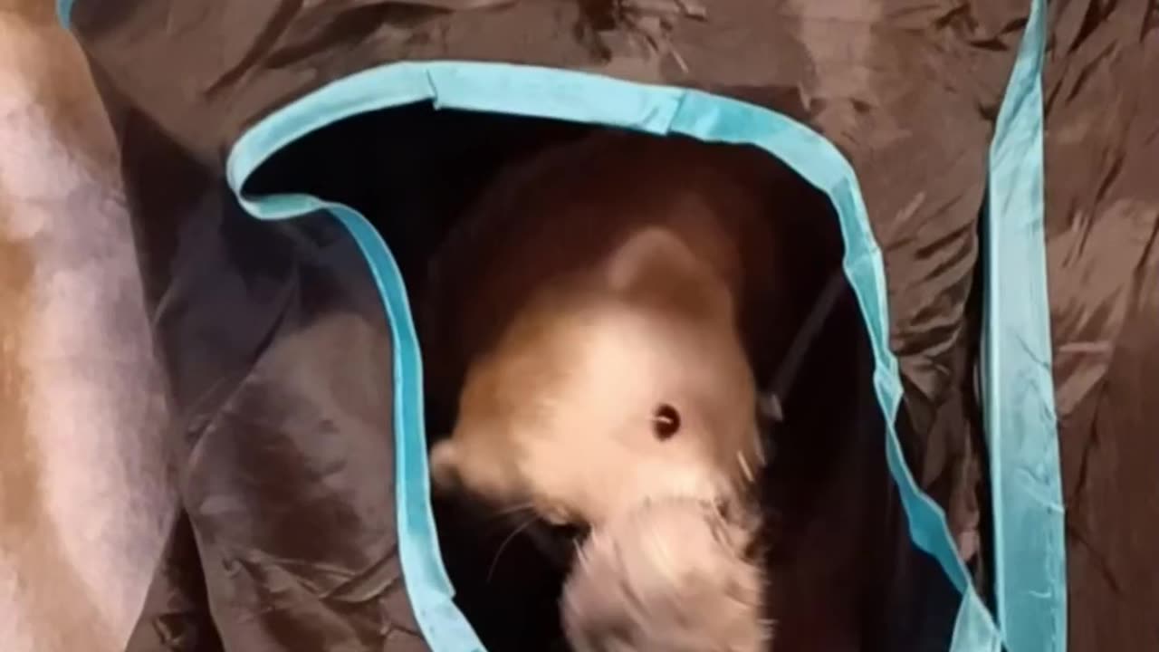 Fishing for Ferrets!