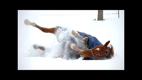 HORSES just HORSING AROUND in SNOW - Super FUNNY