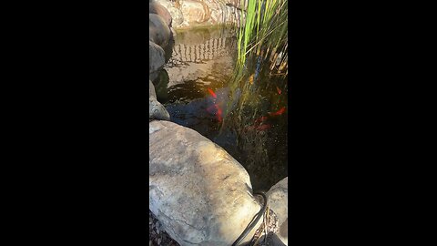 Feeding the Fish