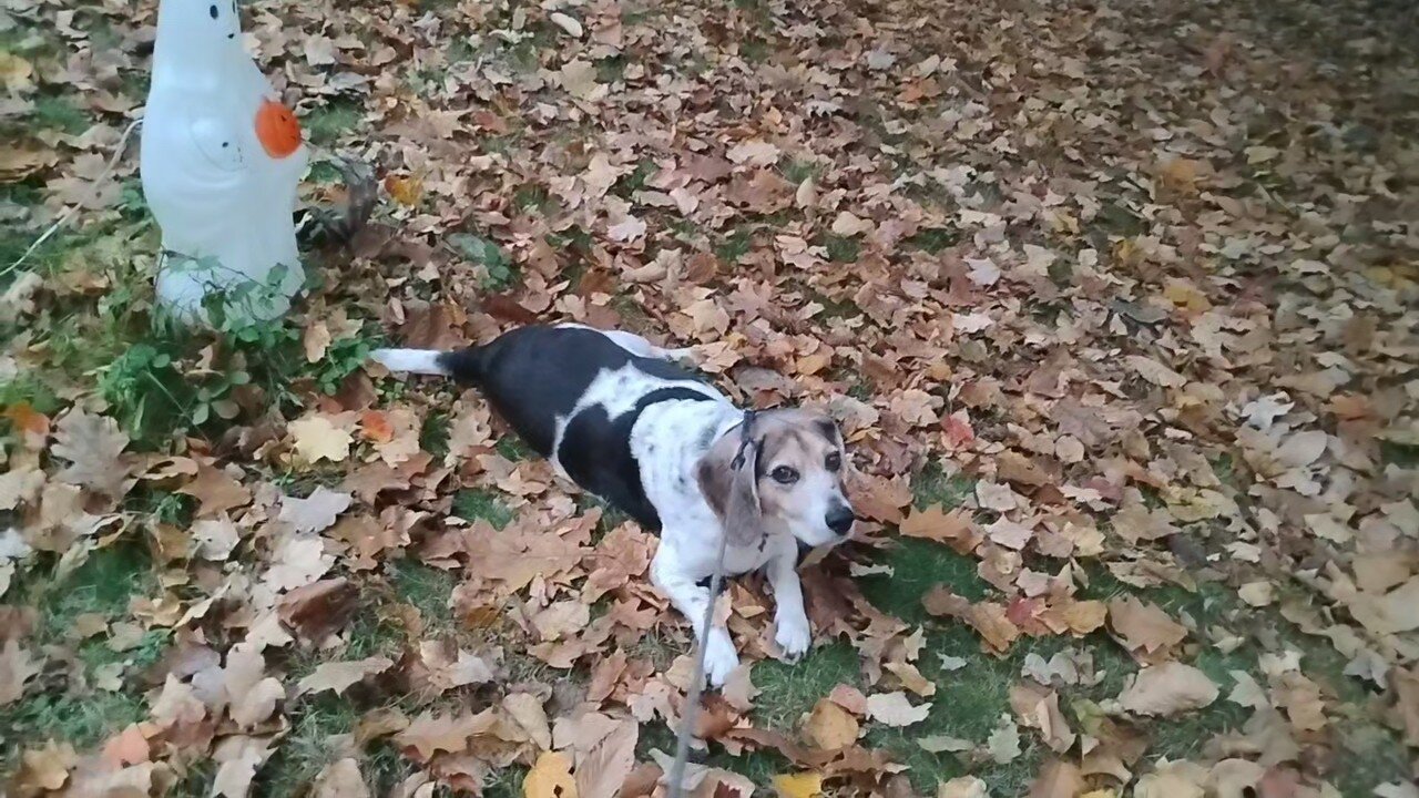 Bandit