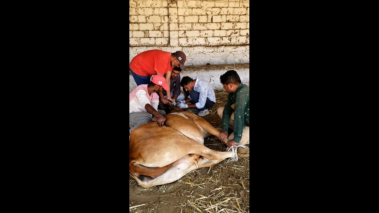 Gau Seva @gauseva