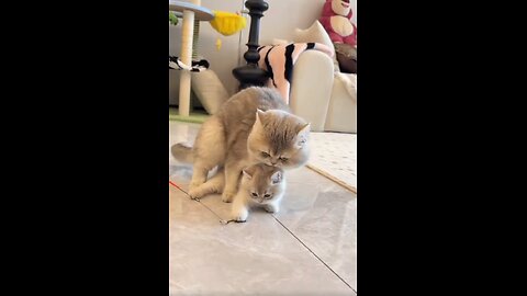 Adorable Cats 😻😻