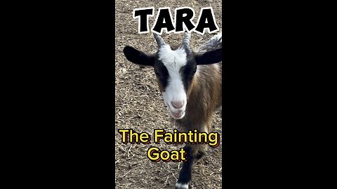 Meet Tara the Myotonic (Fainting) Goat. She is very vocal.