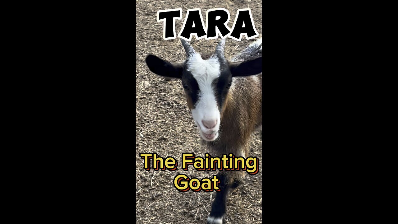 Meet Tara the Myotonic (Fainting) Goat. She is very vocal.