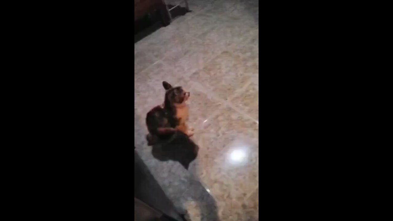 Cat Boss