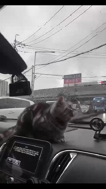 The most important thing a cat does in a car!