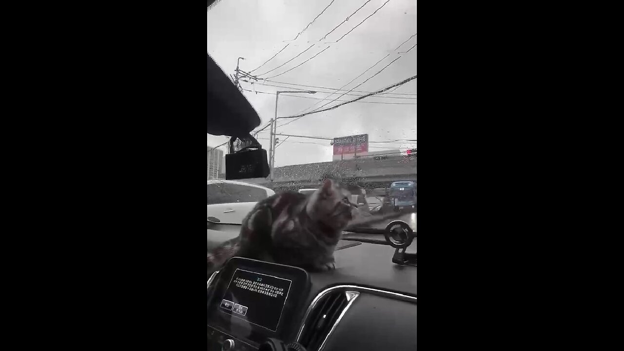 The most important thing a cat does in a car!