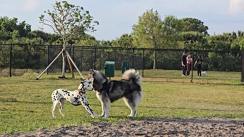 Luna and Husky Again