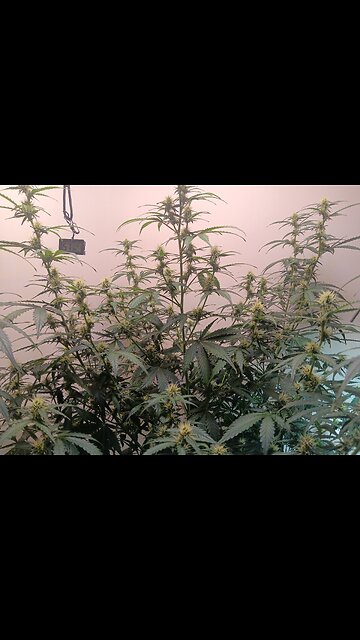 Gorilla Cookies auto week 6 day 5