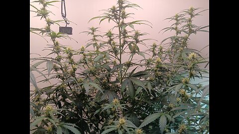 Gorilla Cookies auto week 6 day 5