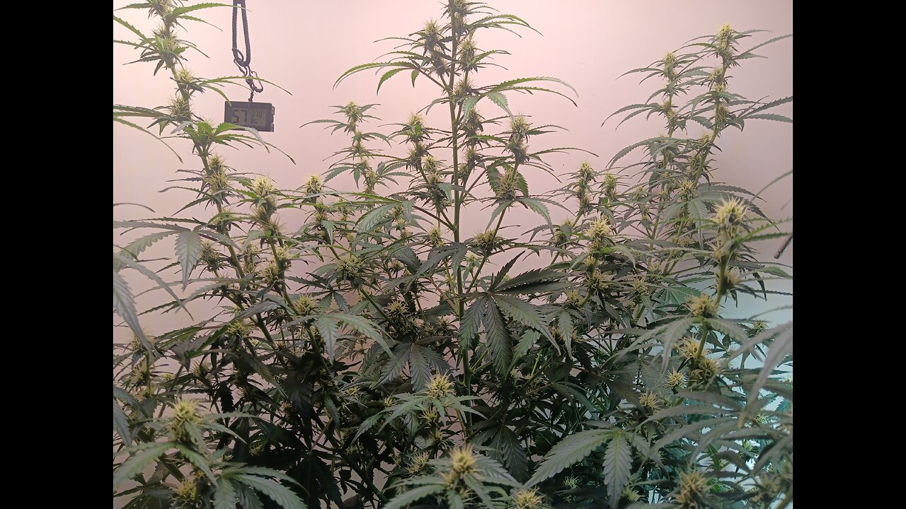 Gorilla Cookies auto week 6 day 5