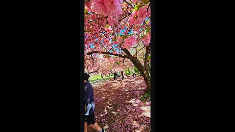 blossom trae NYC