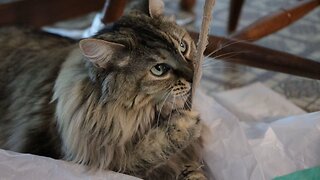 Leia Meowing for a New String