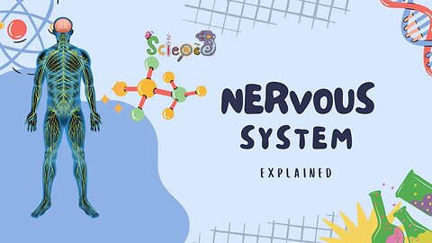 The Amazing Human Nervous System Explained